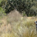 Circle B Bar Ranch Ecological Restoration