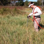 Exotic Plant Species Monitoring & Control: Santa Fe College