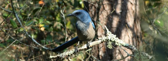 Scrub Jay Survey 01