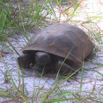 Gopher Tortoise Survey Associated with Roadway Expansions in Seminole County