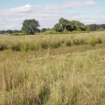 Cattle Ranch Ecological Characterization for Wetland Restoration